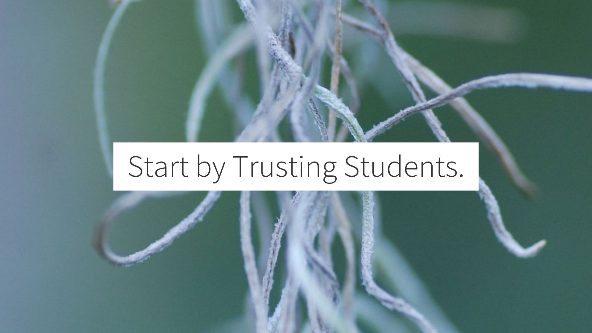 The words "start by trusting students" on top of an image of withering stems from a small plant.